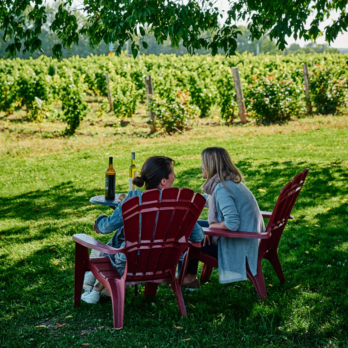 Brome-Missisquoi : une région, mille activités - Dégustation de vin devant les vignes, Route des vins de Brome-Missisquoi