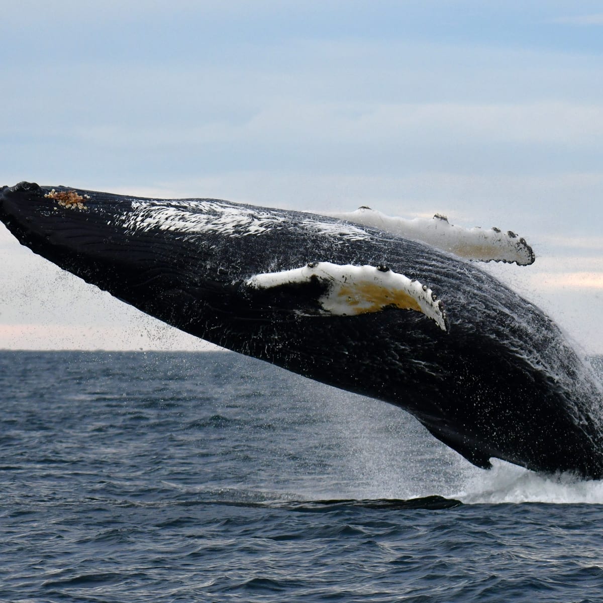 Discover Côte-Nord your way - Whale watching