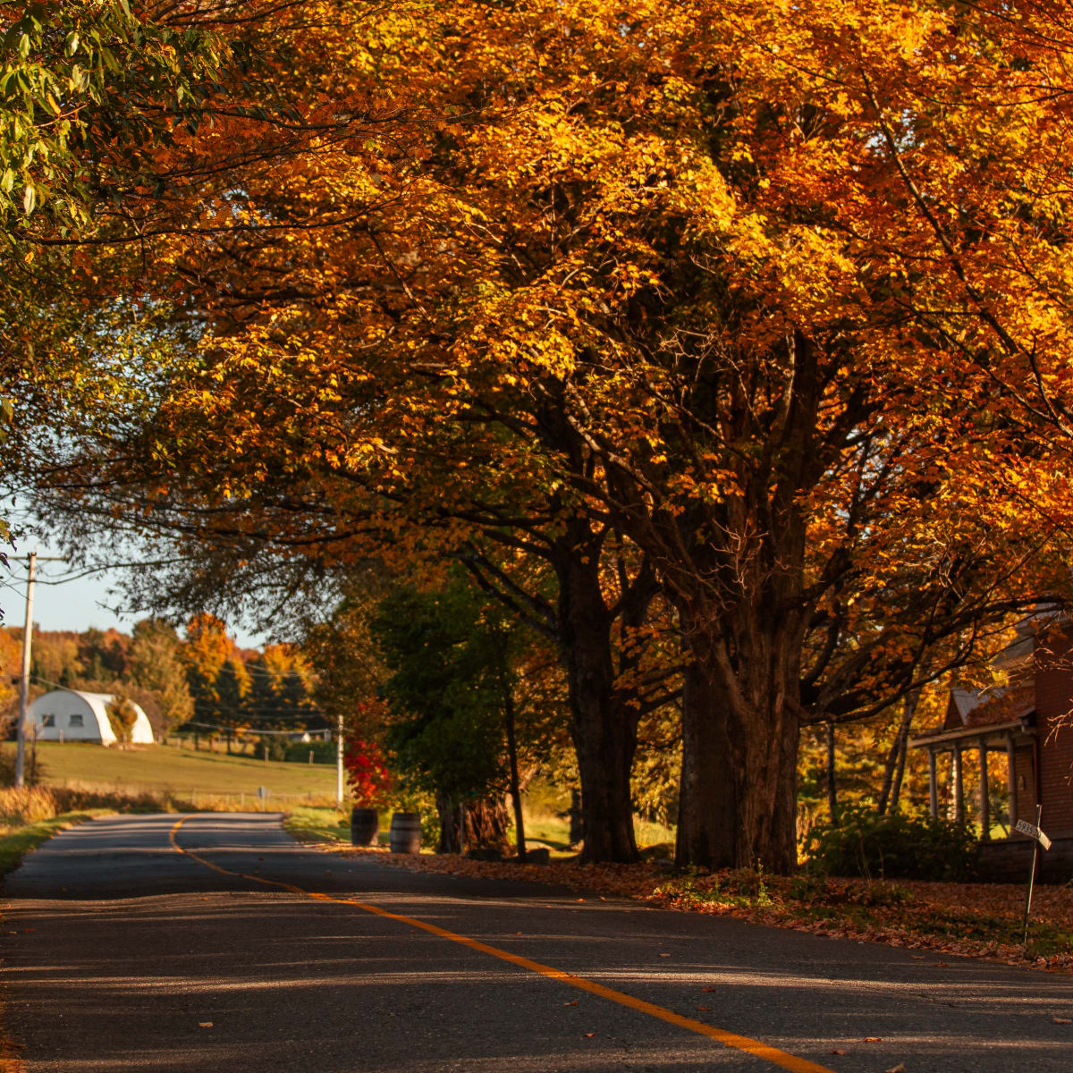 Profitez pleinement de l'automne dans Memphrémagog - Sous un pont de feuilles colorées