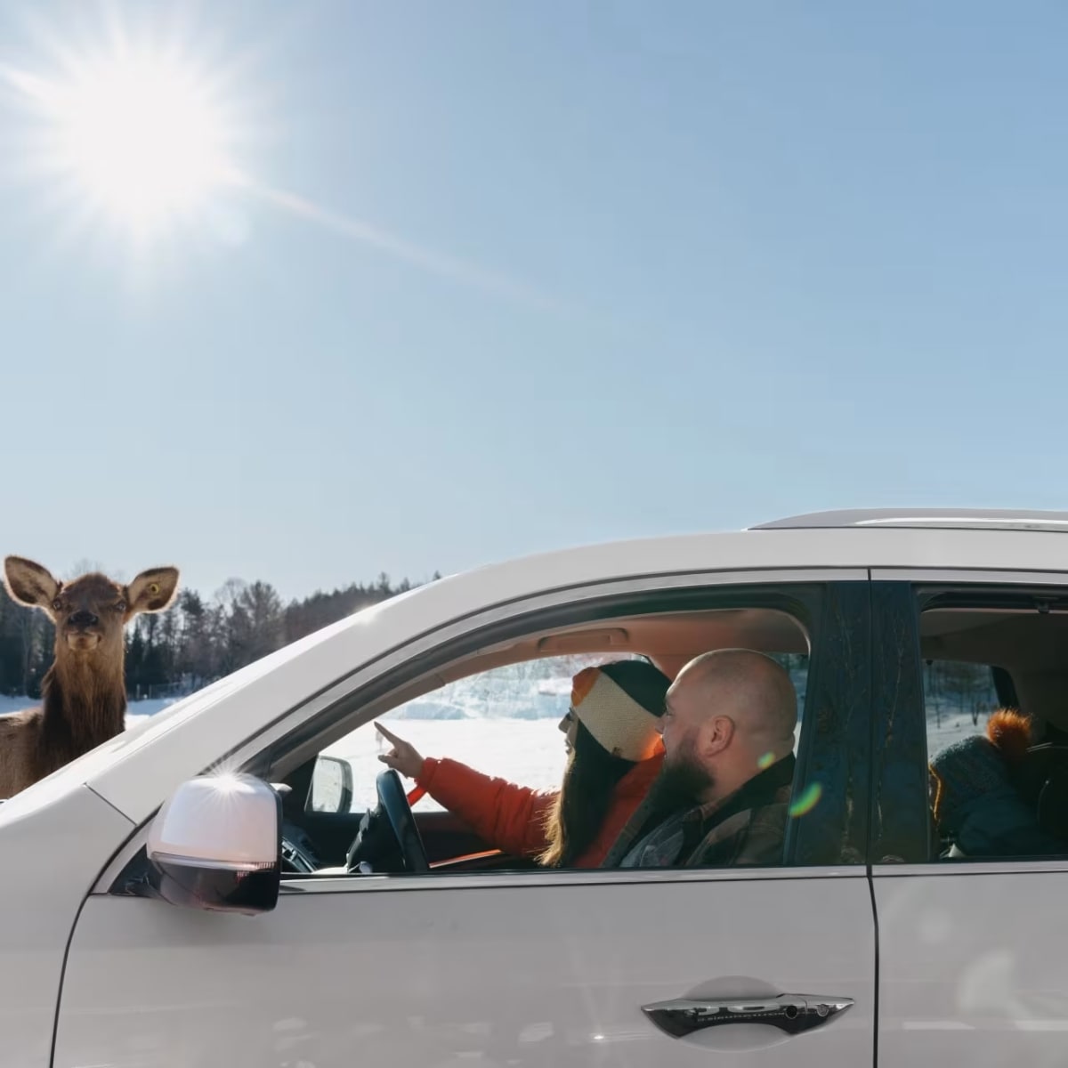 Discover Outaouais and its many areas with these must-sees! - Driving around to watch animals, Parc Omega