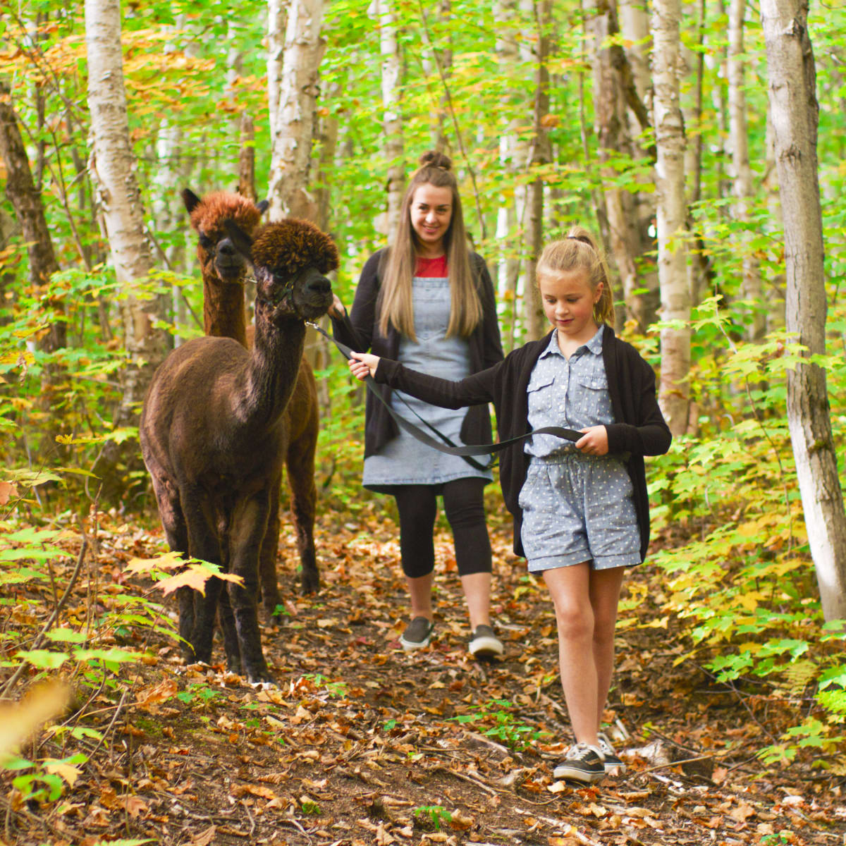 Your adventure begins in Saguenay–Lac-Saint-Jean - Hiking in the forest with alpacas