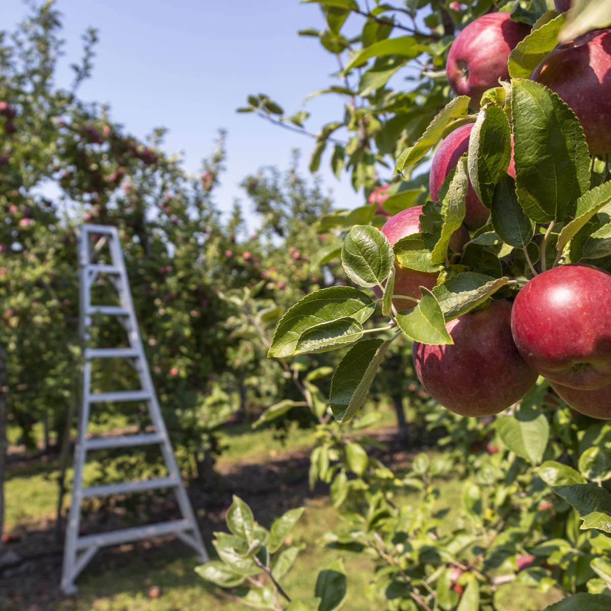 Savourez les pommes du Québec