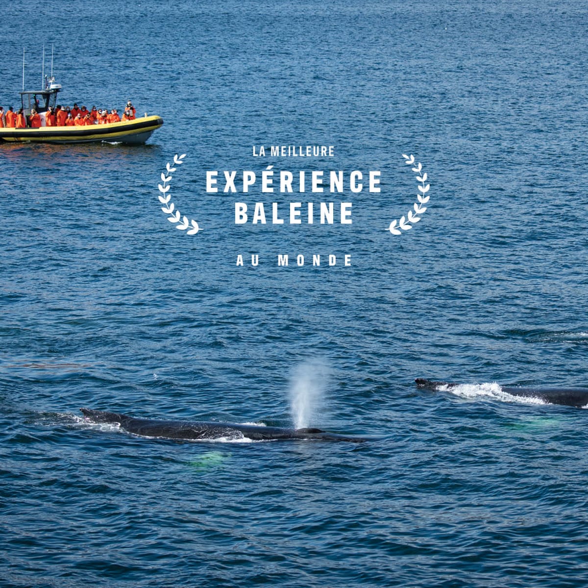Make it an incredible fall season: go whale watching!