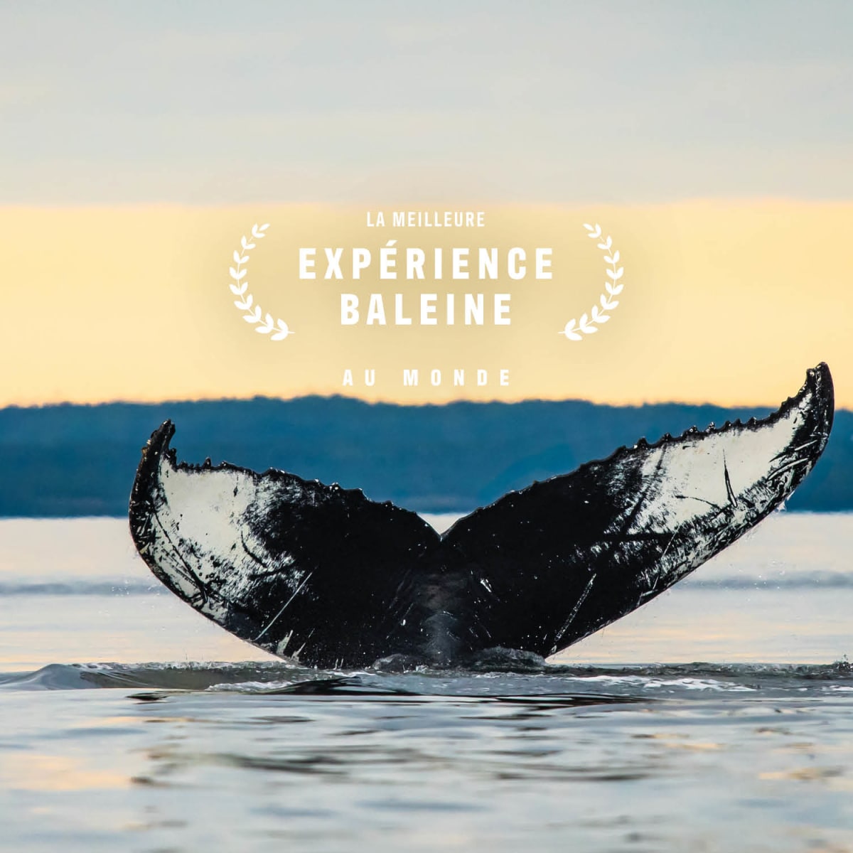 Make it an incredible fall season: go whale watching!