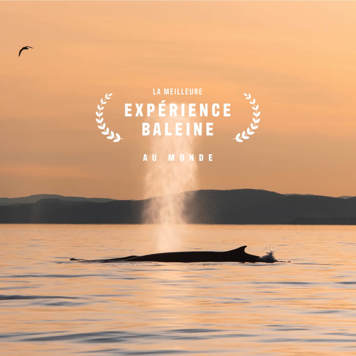 Make it an incredible fall season: go whale watching!