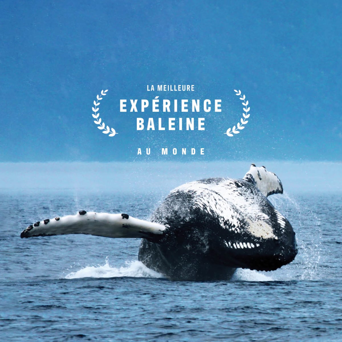 Make it an incredible fall season: go whale watching!