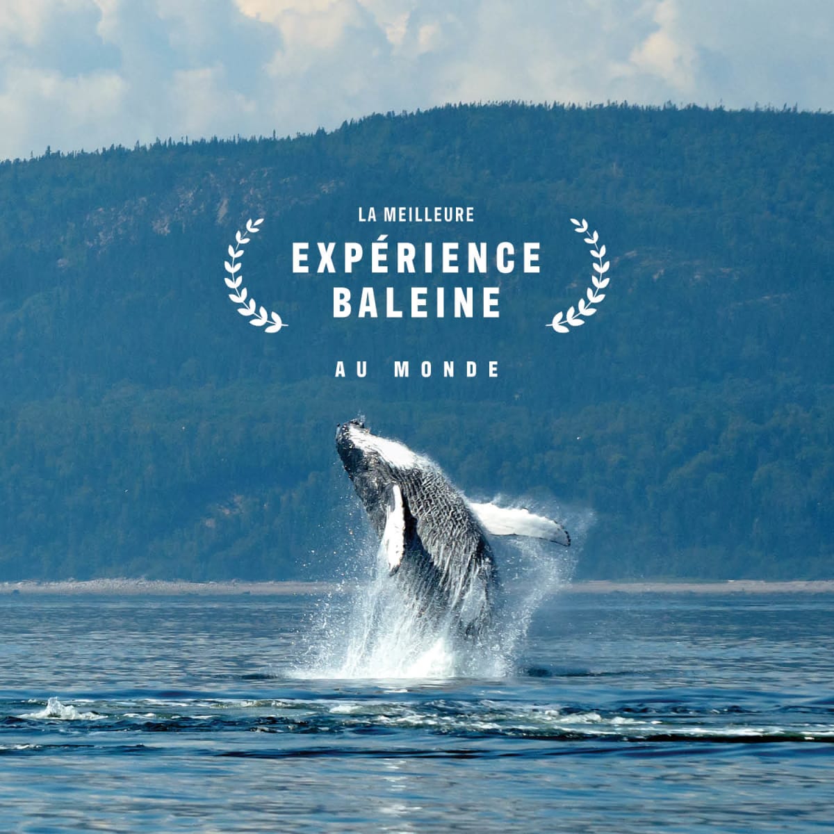 Make it an incredible fall season: go whale watching!