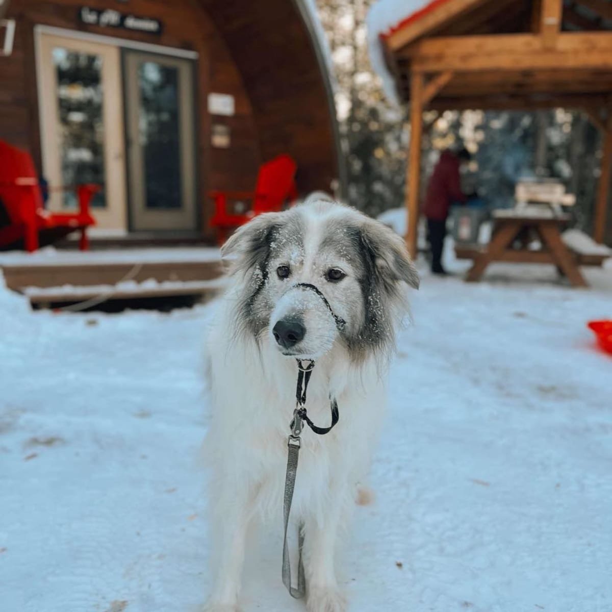 Dog at Micro-Chalets des Appalaches in winter.