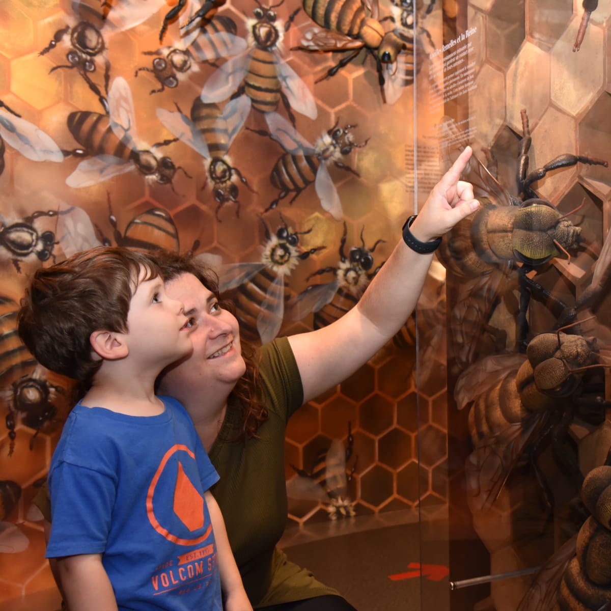 Bee exhibit at the Miellerie Lune de Miel.