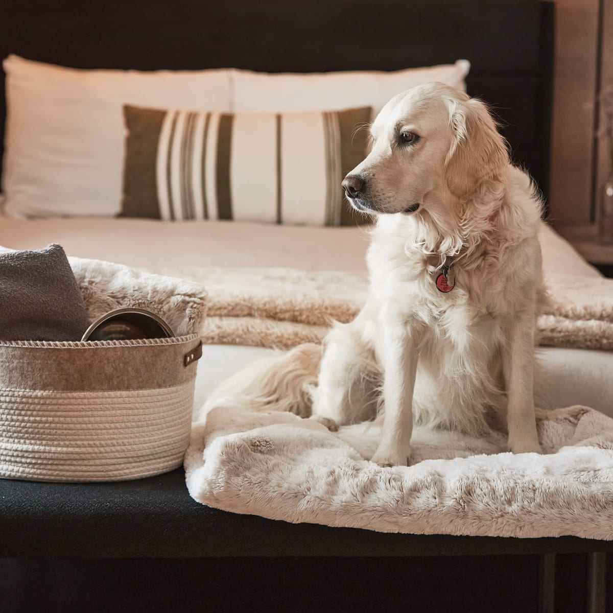 Dog at the Motel Boutique Hygge.