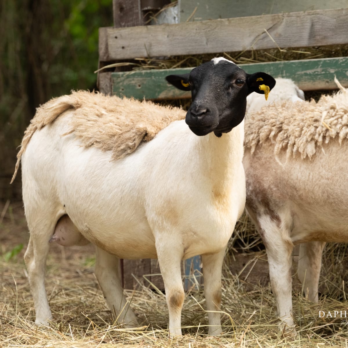 Sheep at the Ulverton Wool Mill