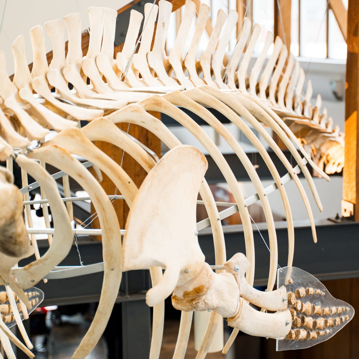 Musée de la nature et des sciences de Sherbrooke