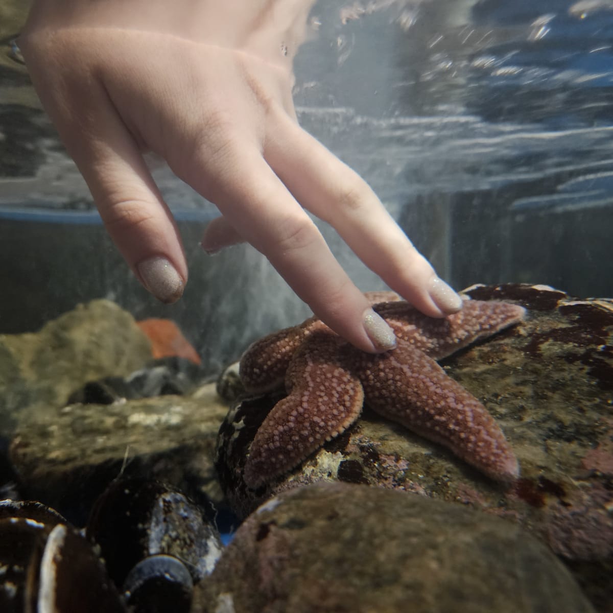 Aquarium - Musée du Fjord.