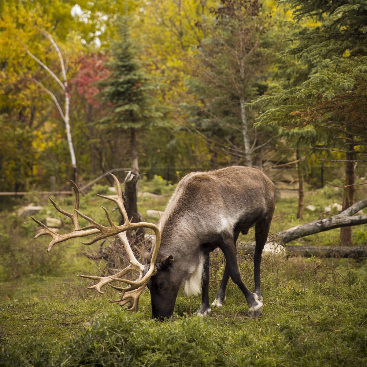 Caribou dans un environnement naturel en automne au Zoo sauvage de Saint-Félicien.