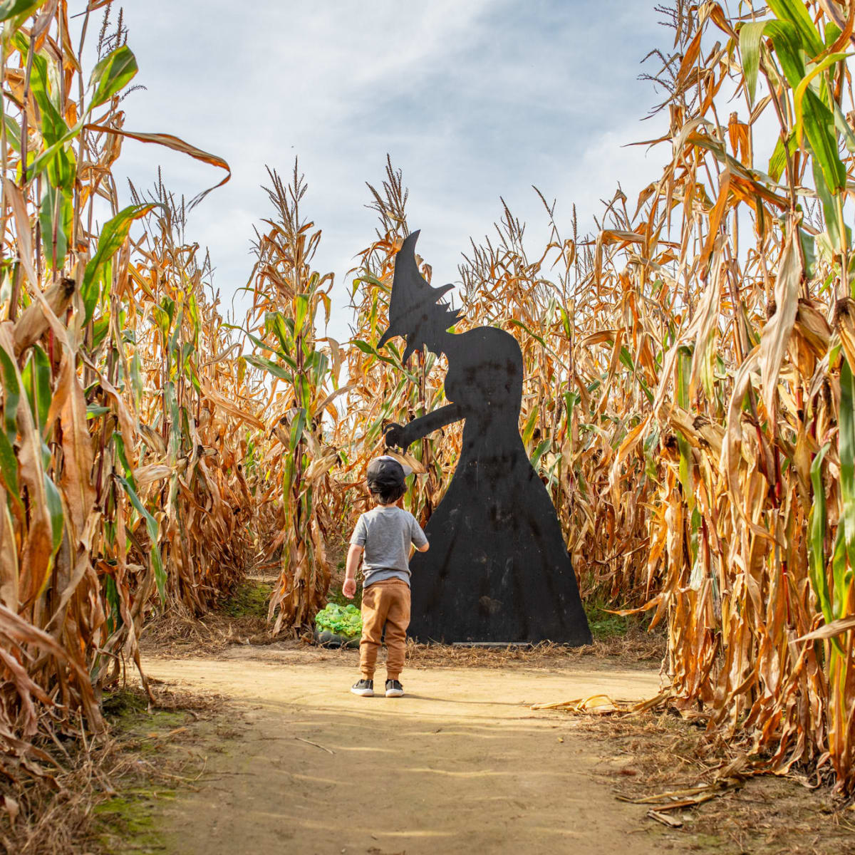 Enfant devant une silhouette de sorcière dans un labyrinthe de maïs. 