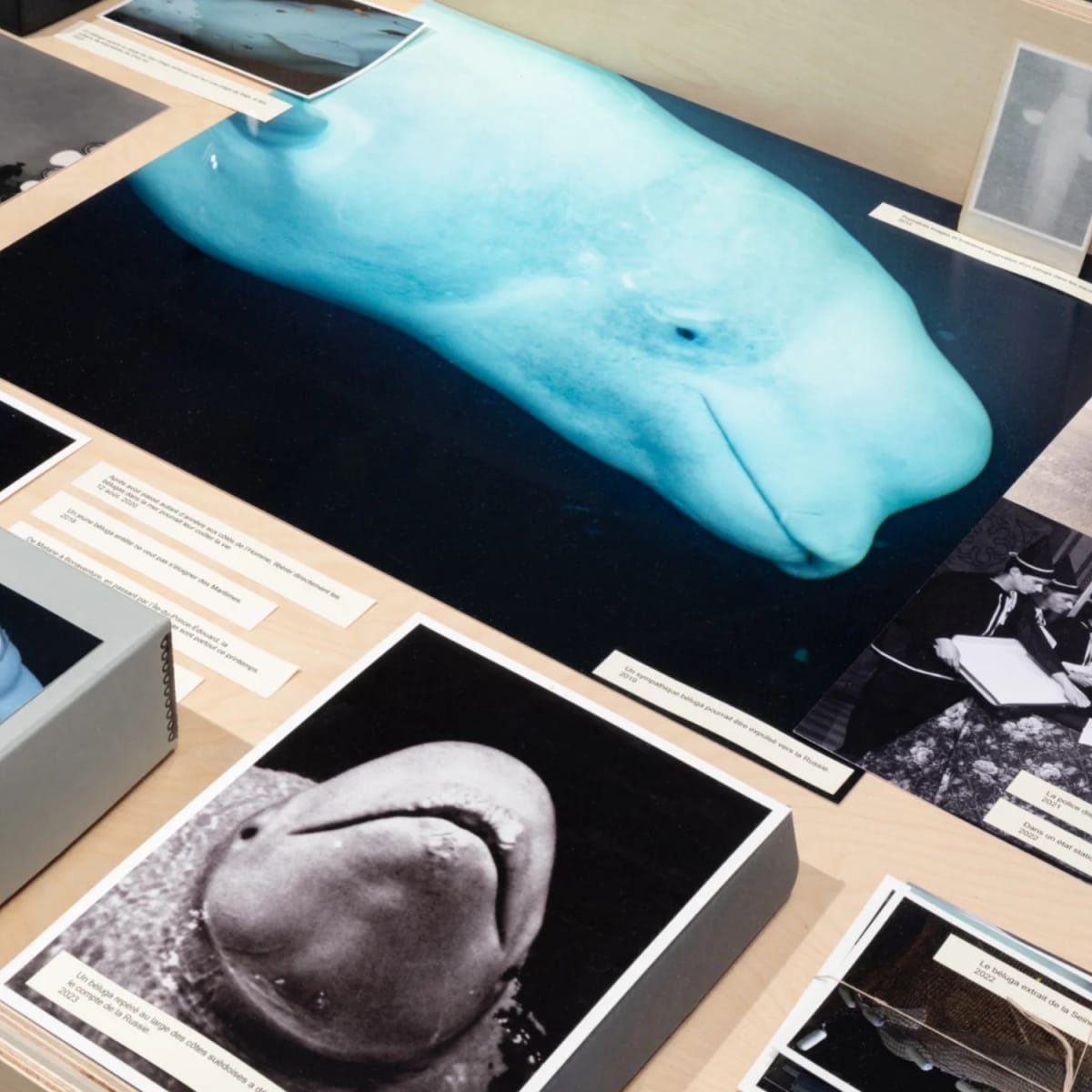 Panorama Experience. 