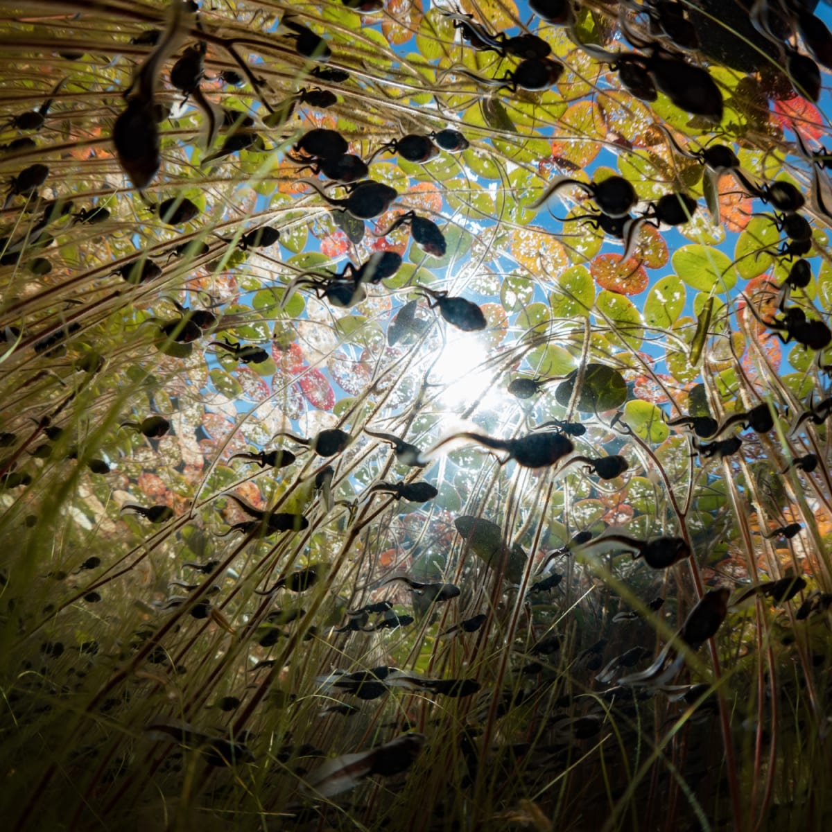 Panorama Experience. 