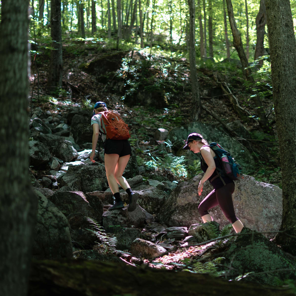 Hikers in the forest.