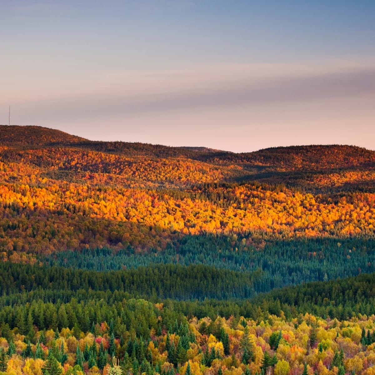 La forêt en automne au Parc national d'Aiguebelle.