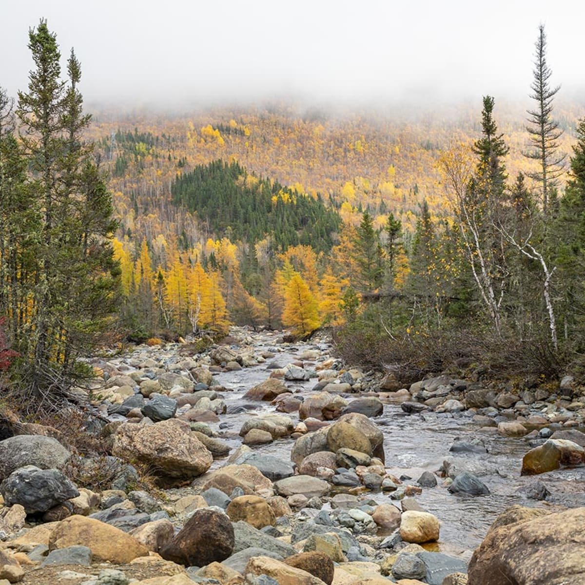 Paysage automnal du Parc national de la Gaspésie.