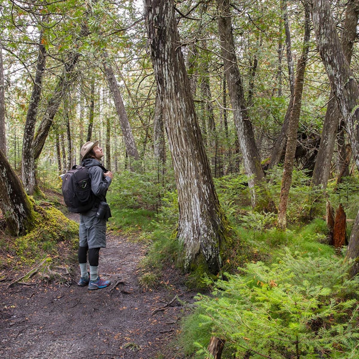 Un homme dans une forêt du Parc national de la Gaspésie.
