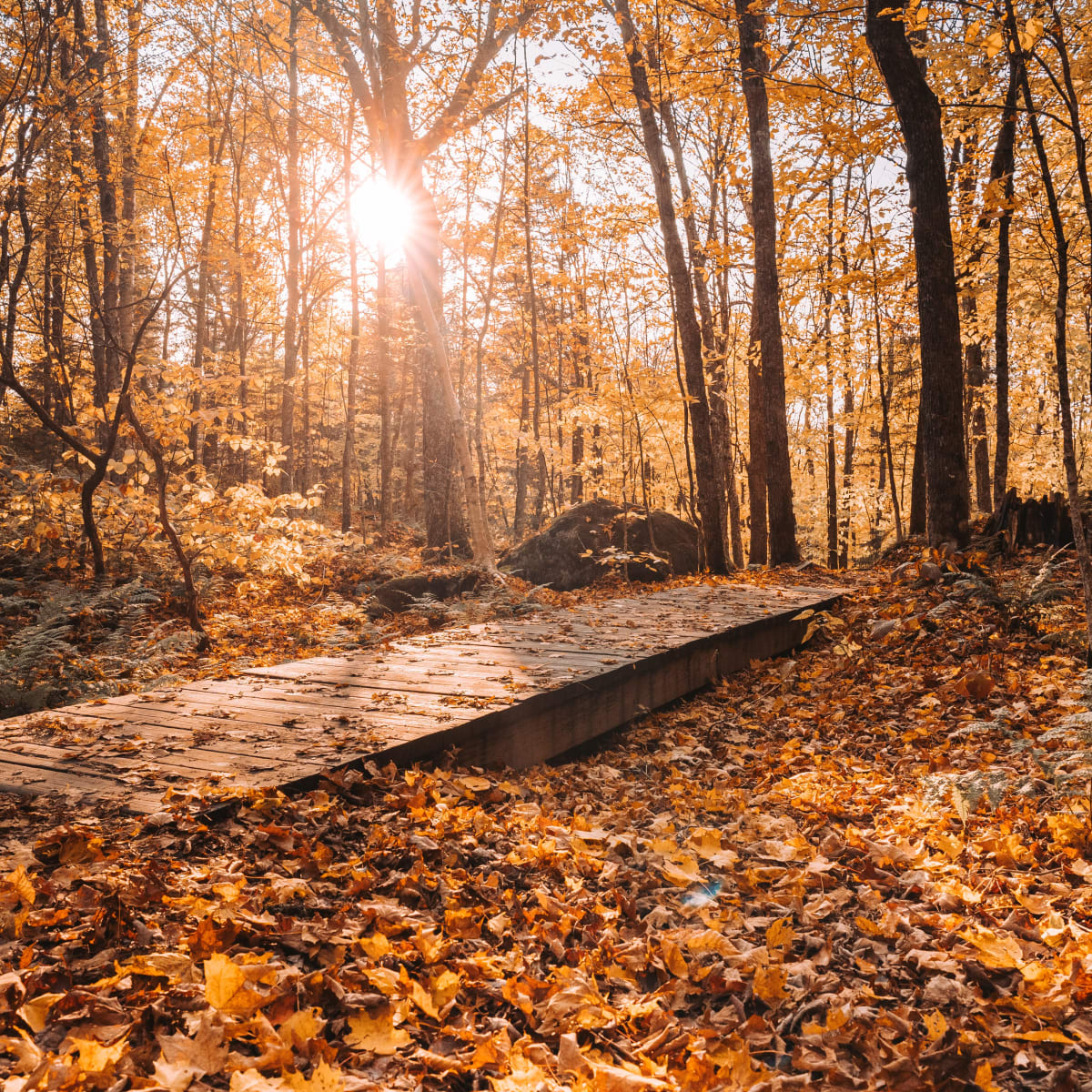 Forest trail at parc national du Mont-Tremblant in the fall.