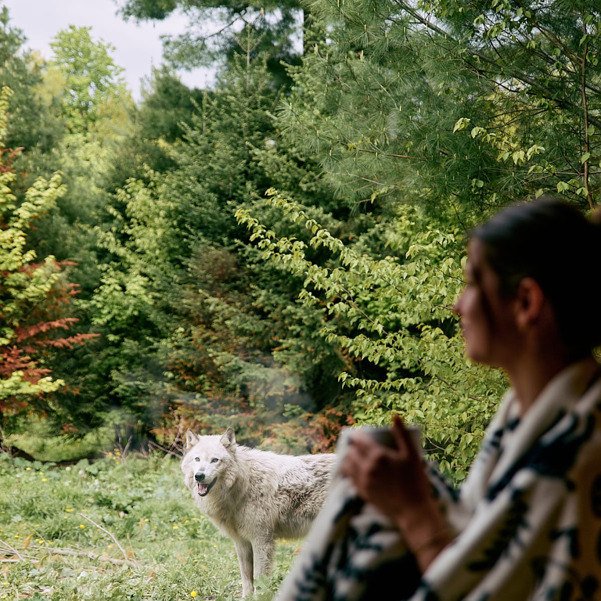 Hébergement avec les loups