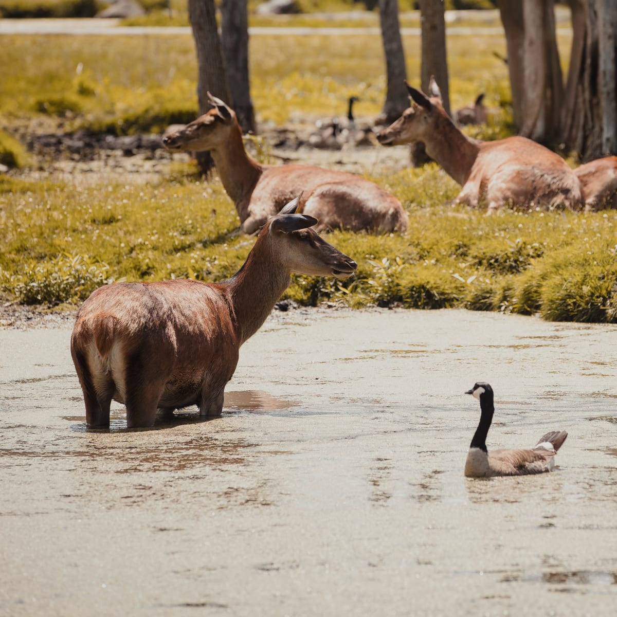 Animals in a pond at Parc Safari