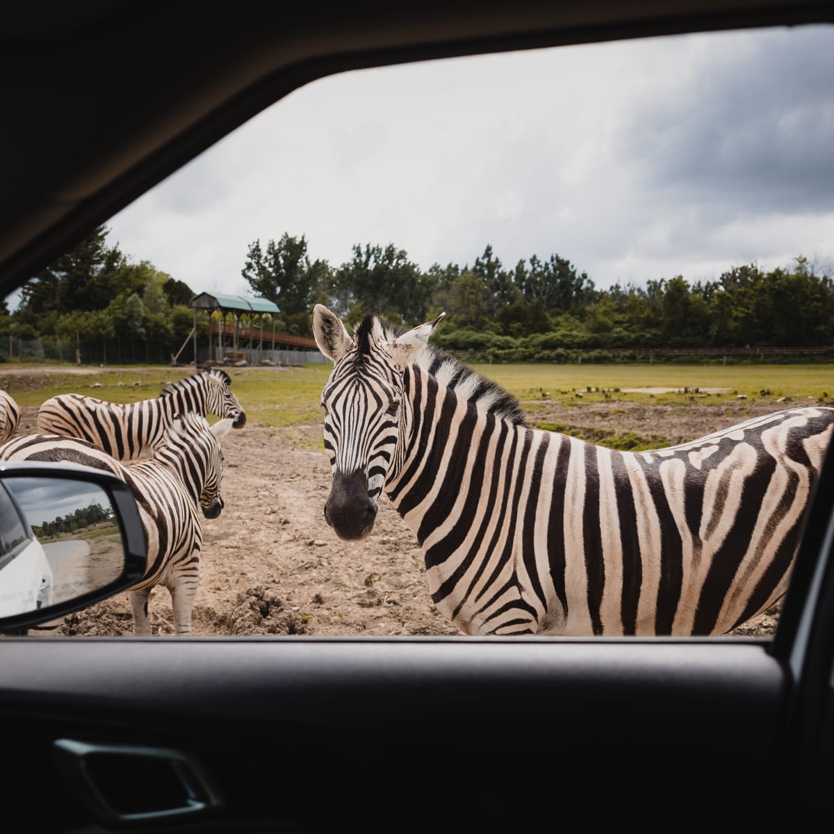 Zebra seen from a car at Parc Safari