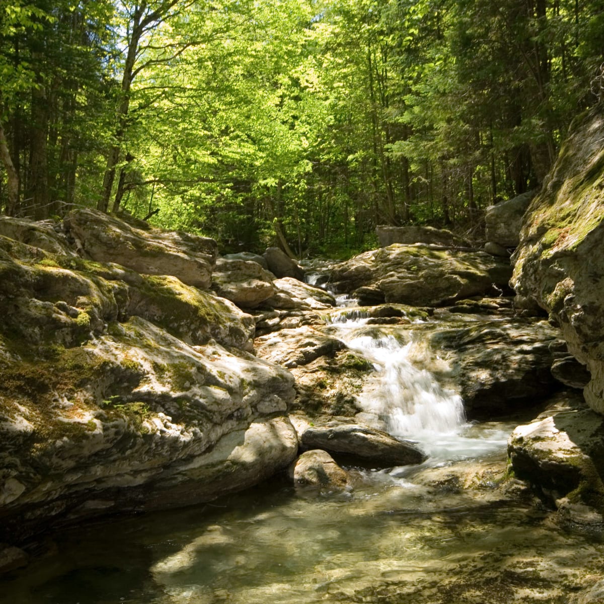 Petite chute d'eau dans une forêt verdoyante au Parc du Massif du Sud.