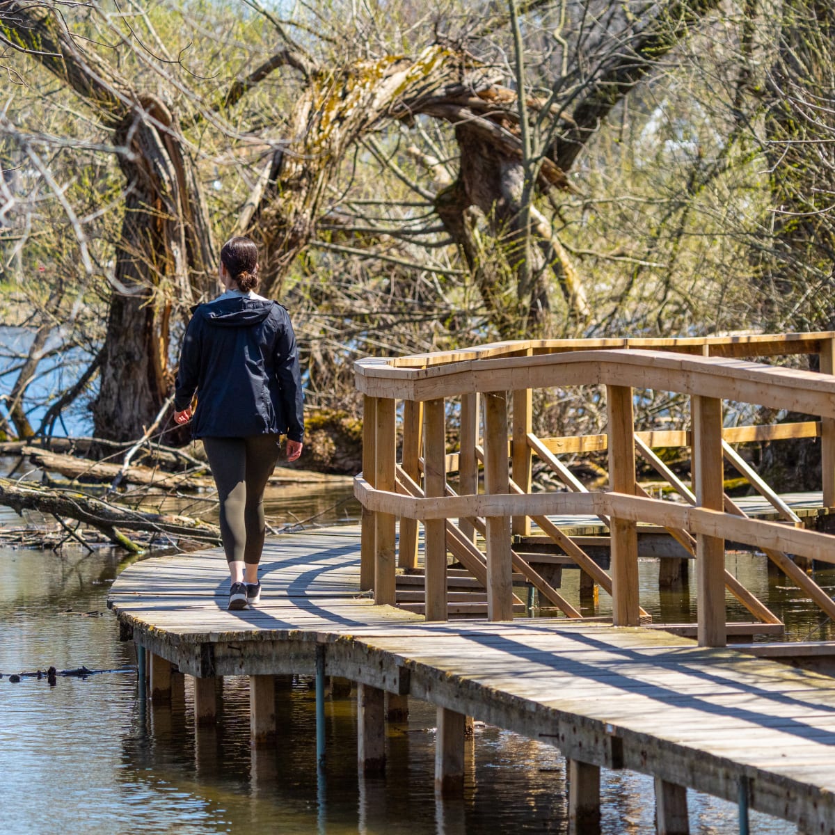 A woman walking on a boardwalk built on stilts in the spring.