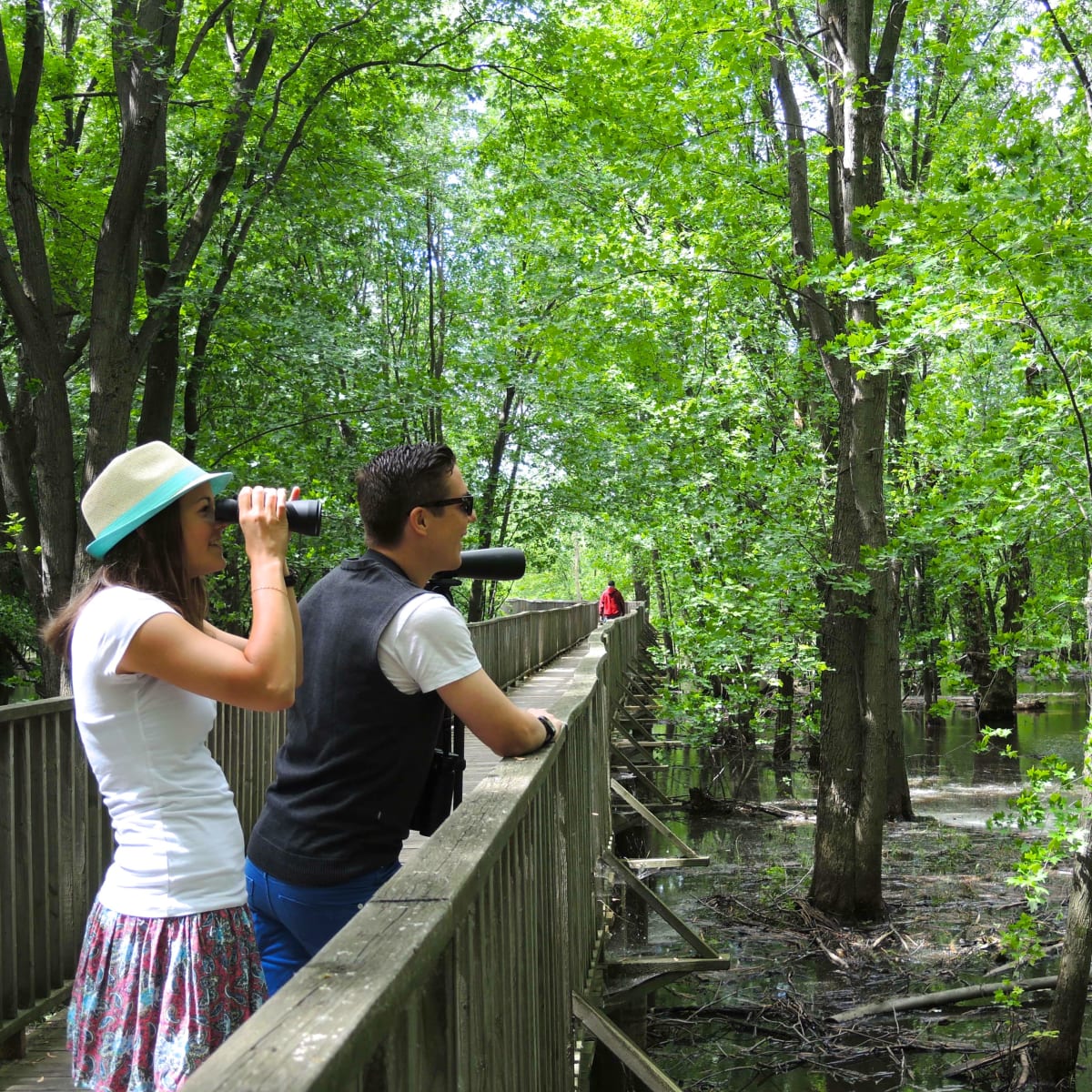 People observing the forest from a boardwalk in the summer.
