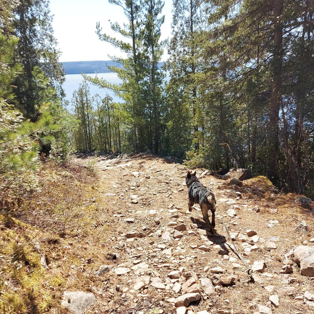 alaskan_du_nord_1