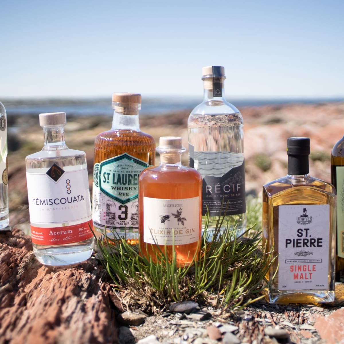 distillerie_des_marigots_1