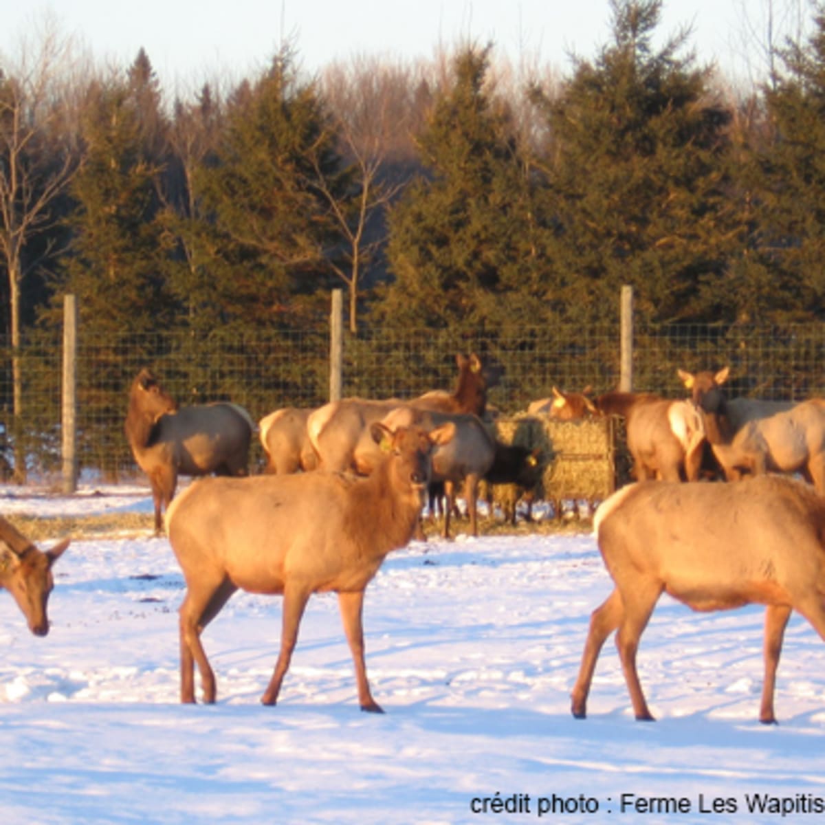 ferme_les_wapitis_des_beaux_pres_1_h