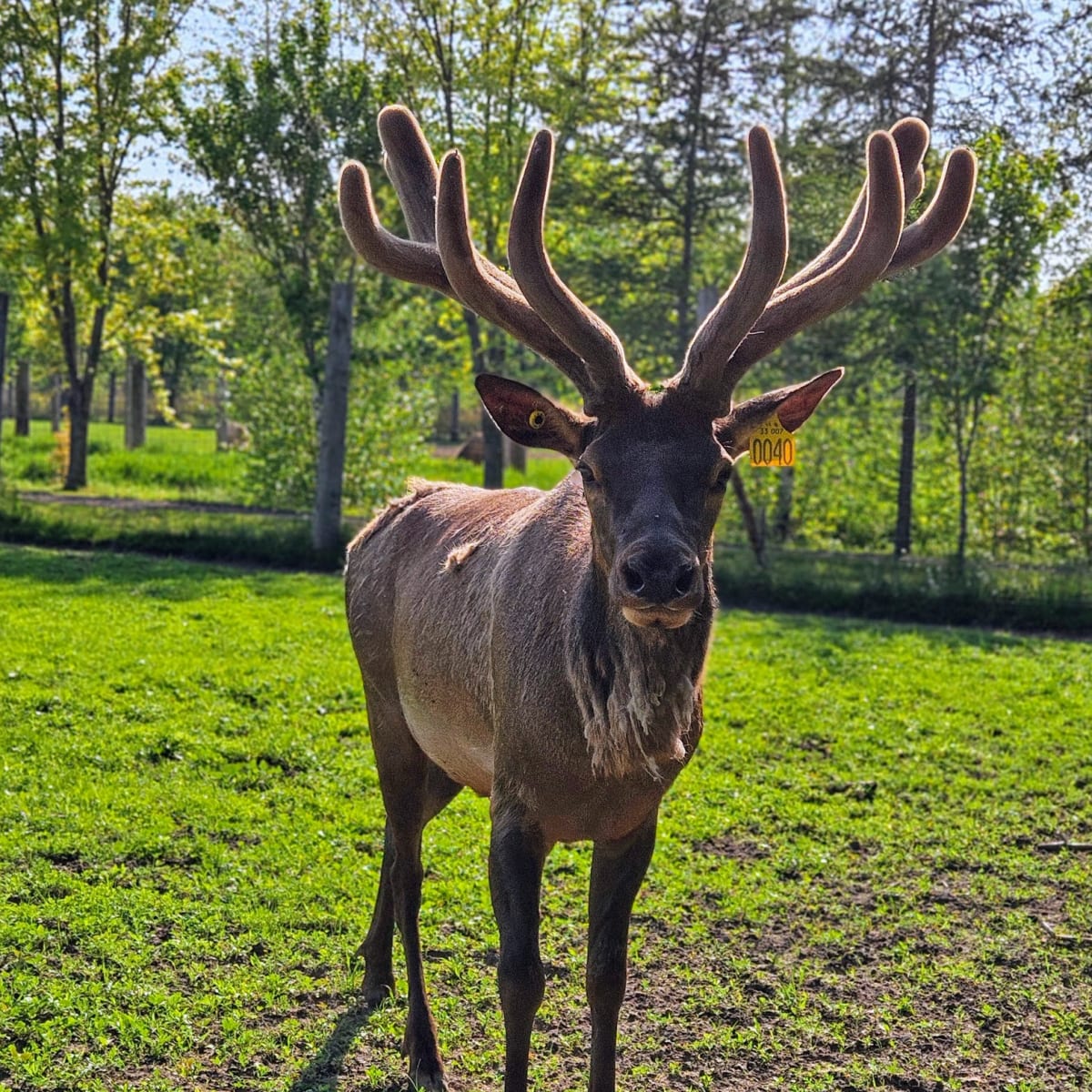 la_vallee_du_wapiti_1