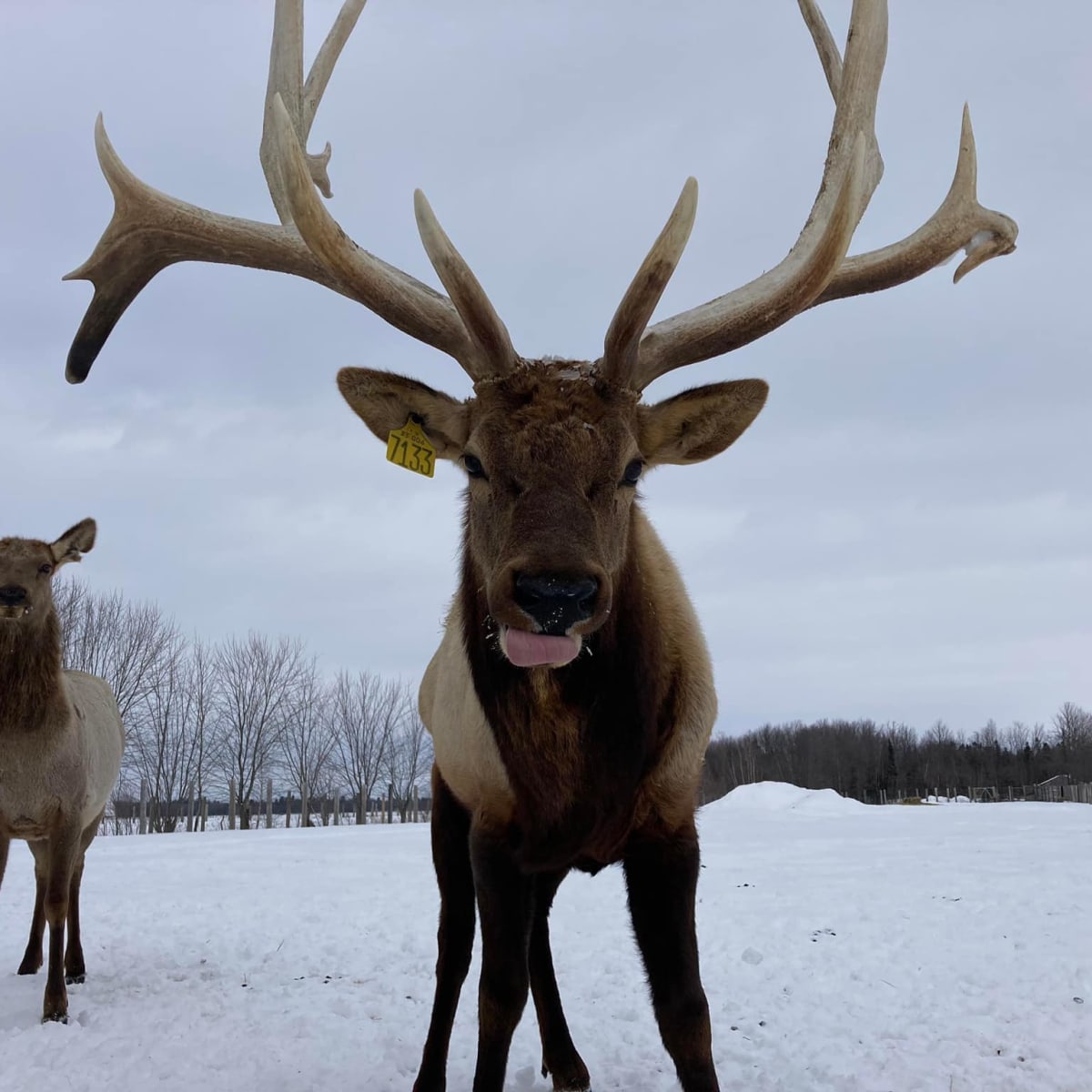 la_vallee_du_wapiti_1_h