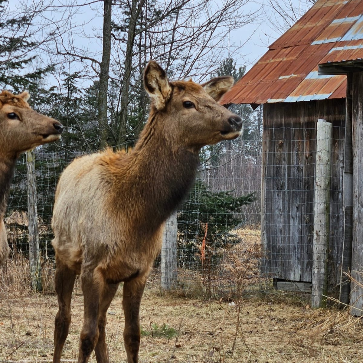 la_vallee_du_wapiti_1_p