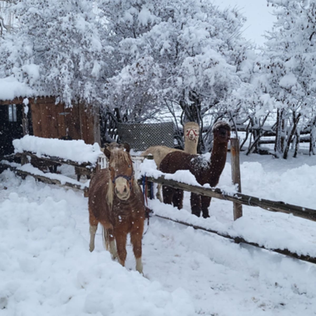 larche_de_zoe_mini_ferme_educative_1_h