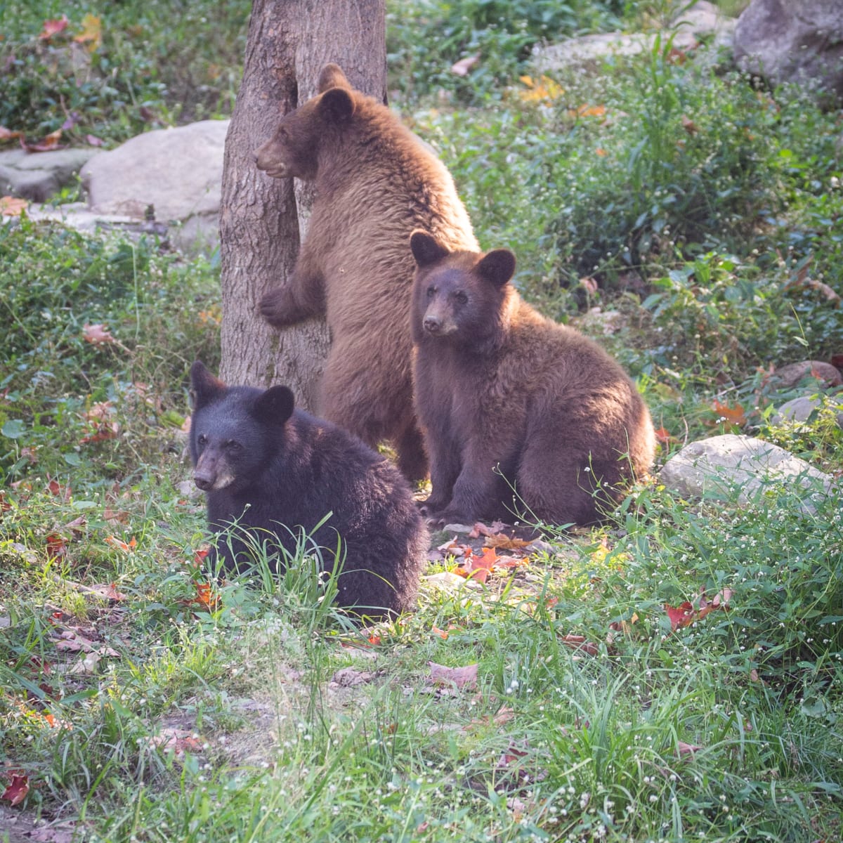 parc_omega_7