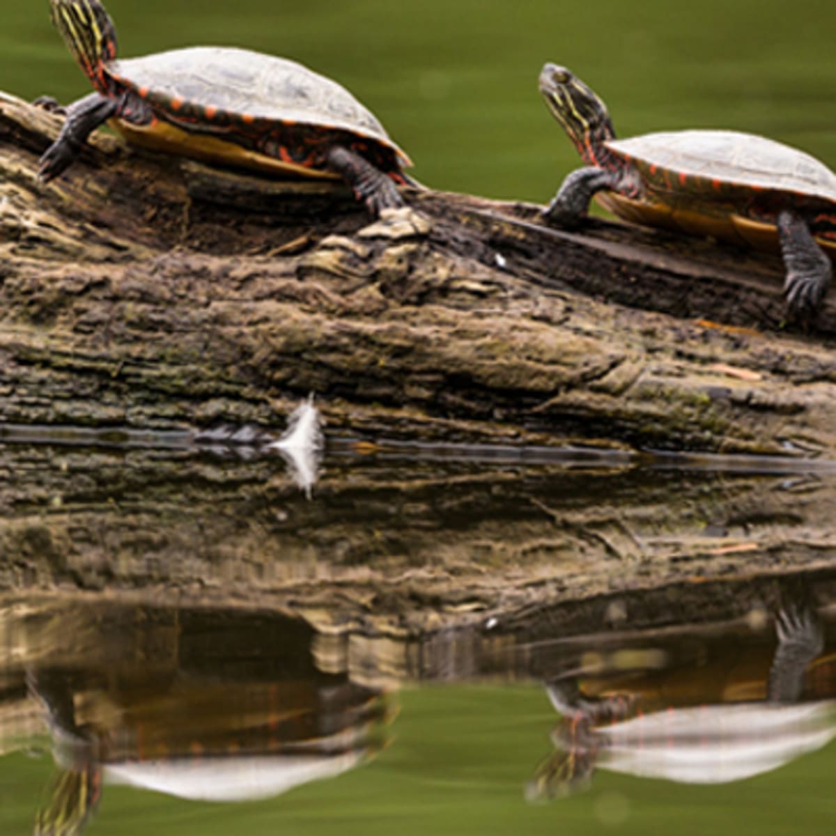 zoo_ecomuseum_4