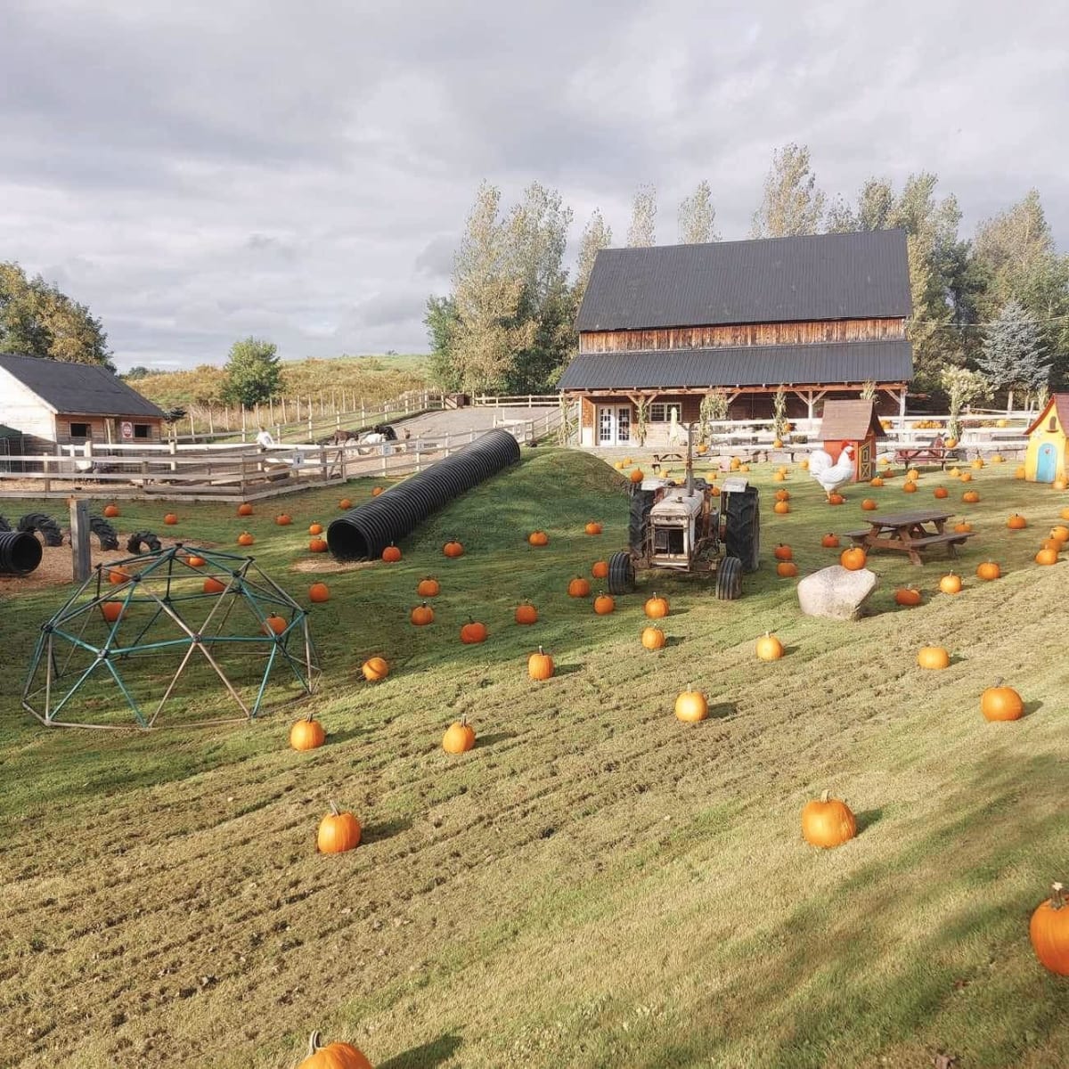 Pumpkins field at Plantations Stéphan Perreault.