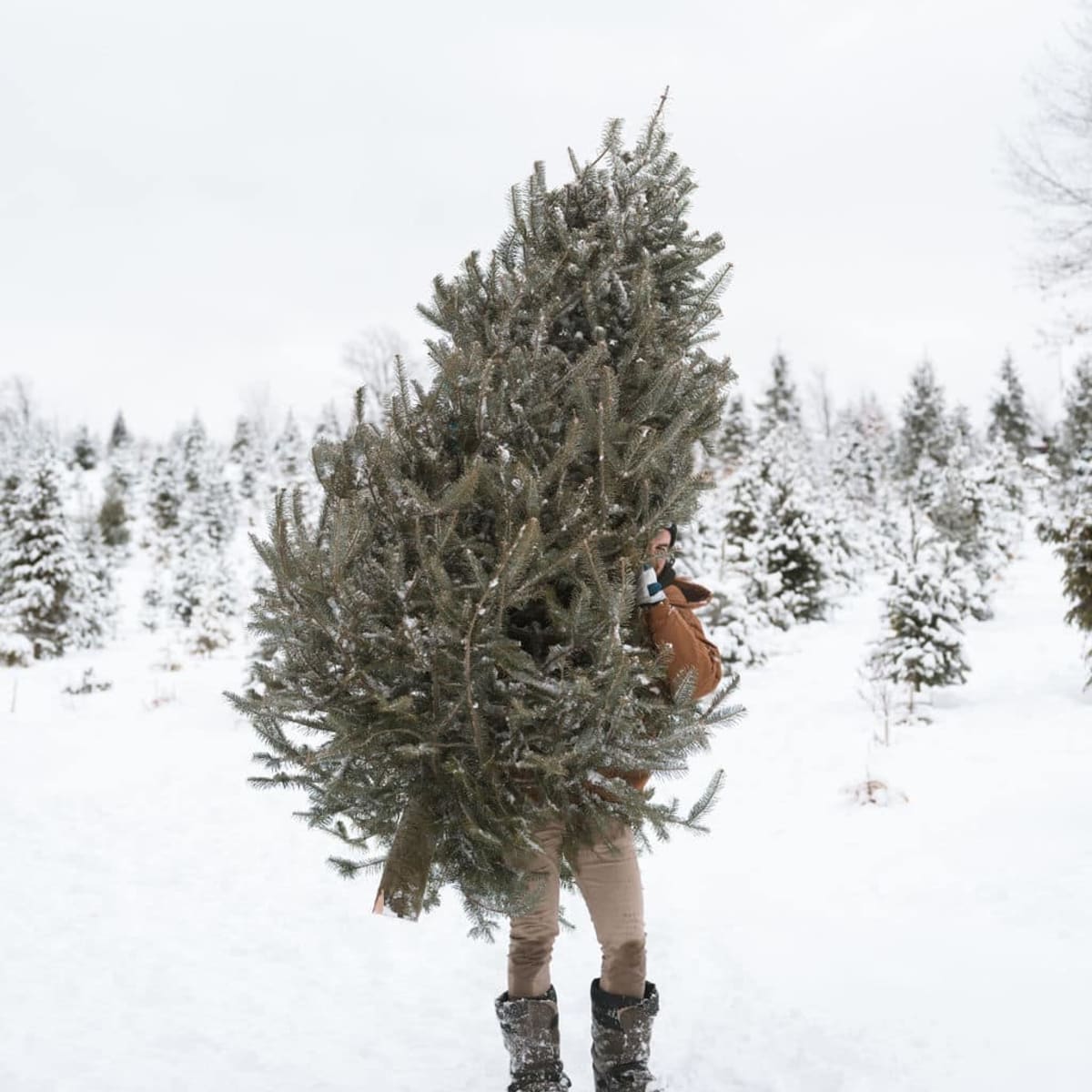 Plantations Stéphan Perreault.