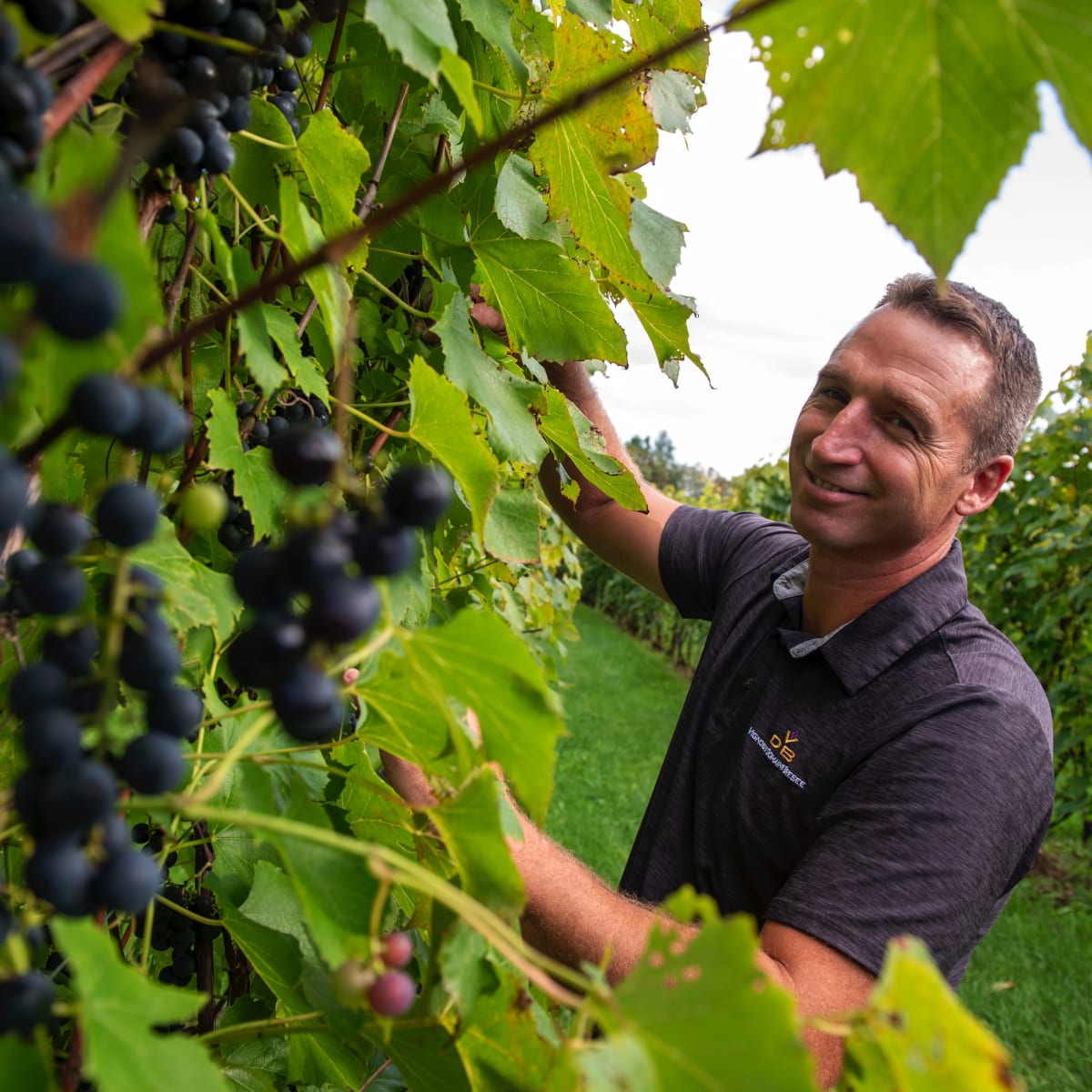 Richard Bresee dans les vignes, Propriétaire Vigneron du Vignoble Bresee.