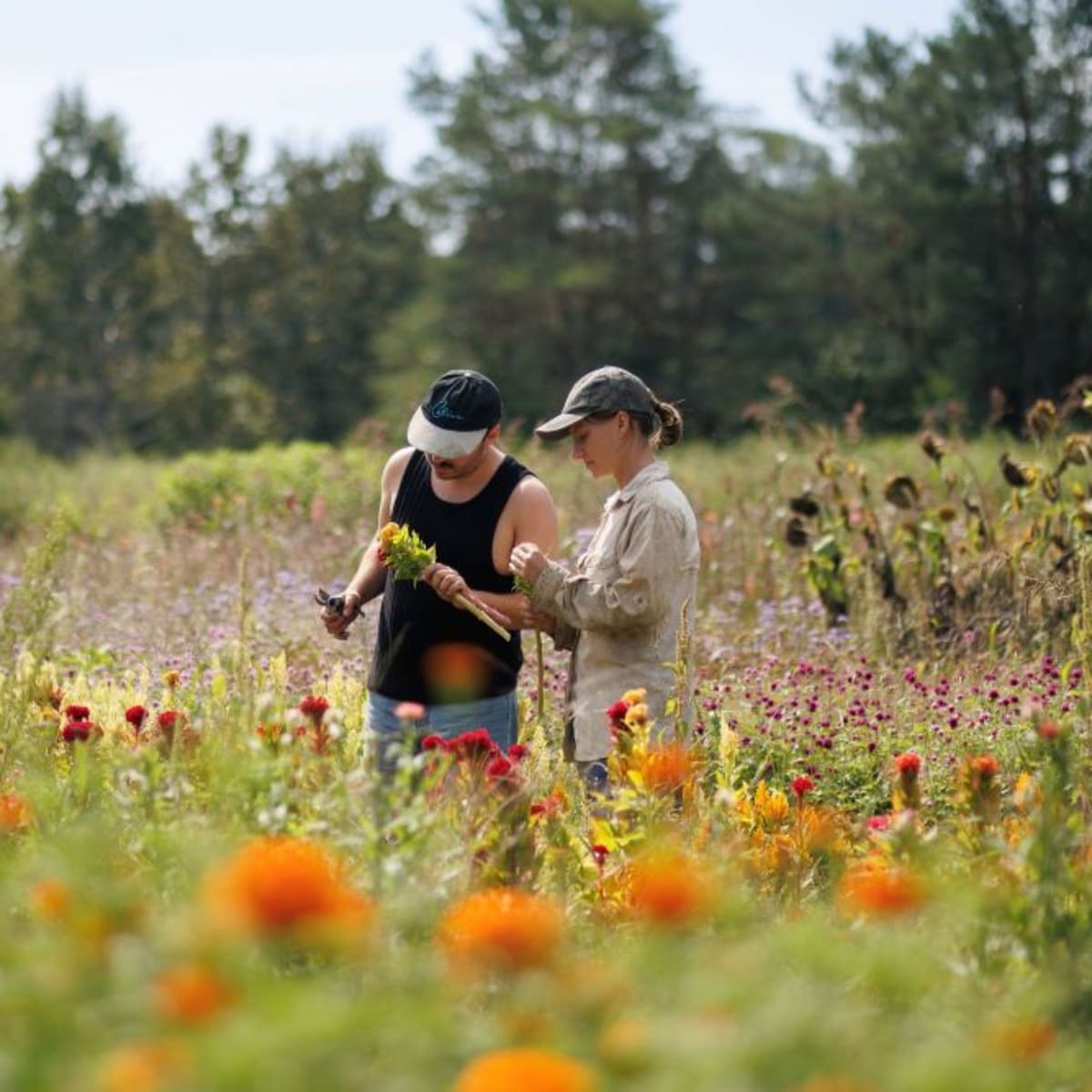 A wildflower field.