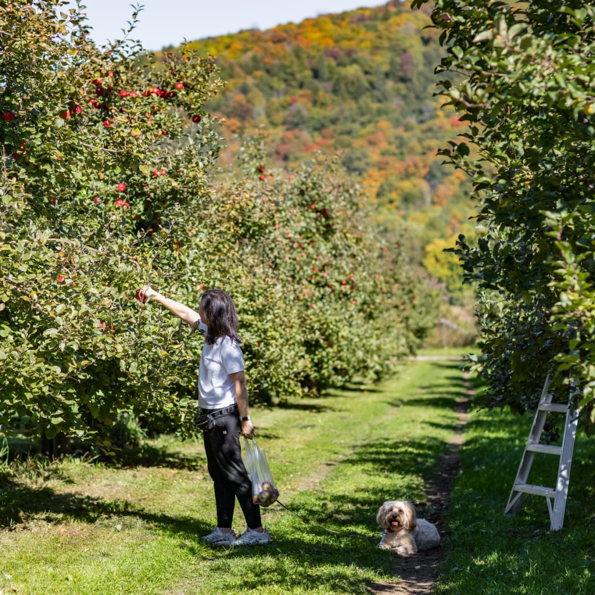 Femme faisant de l'autocueillette de pomme avec un chien.