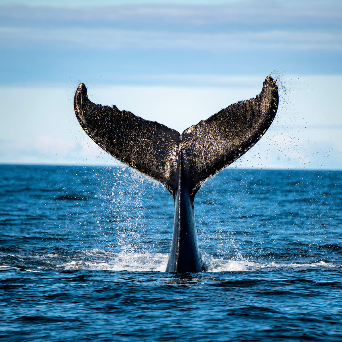 Queue de baleine dans l'eau.