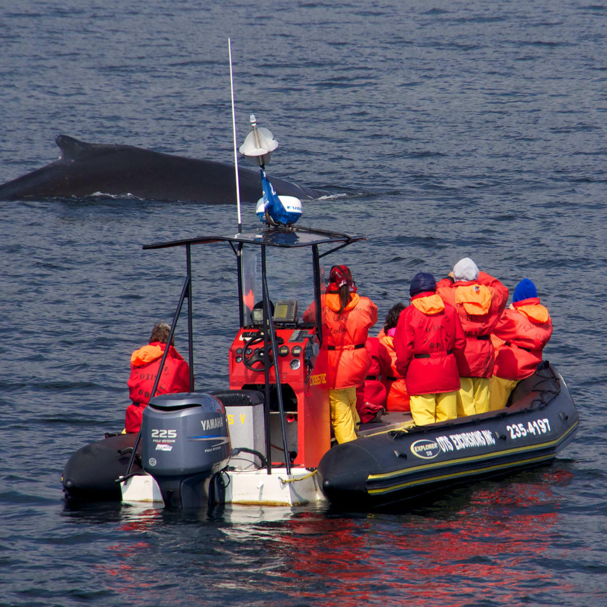 Groupe en zodiac qui voit une baleine.