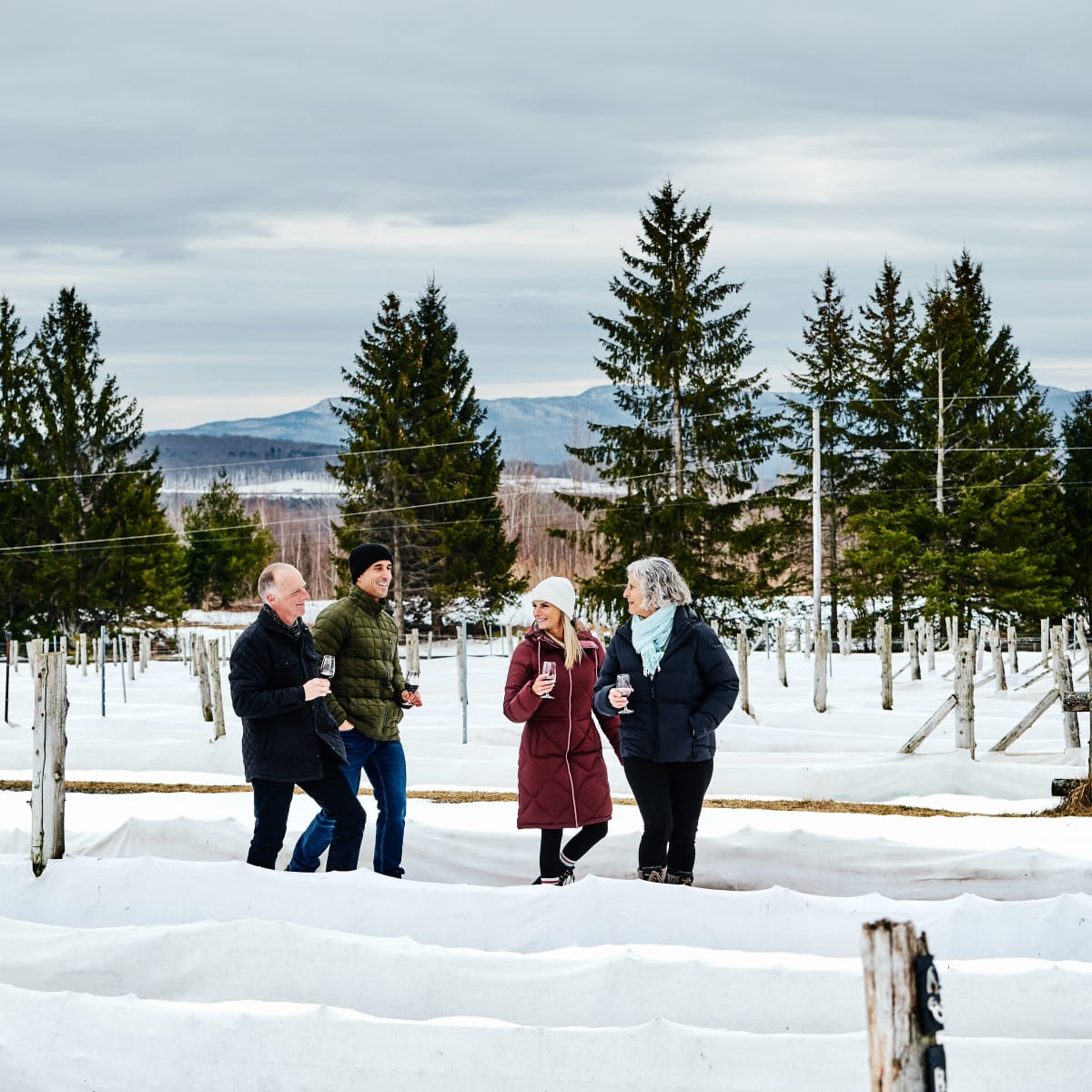 Four people walking through vineyards covered in snow.