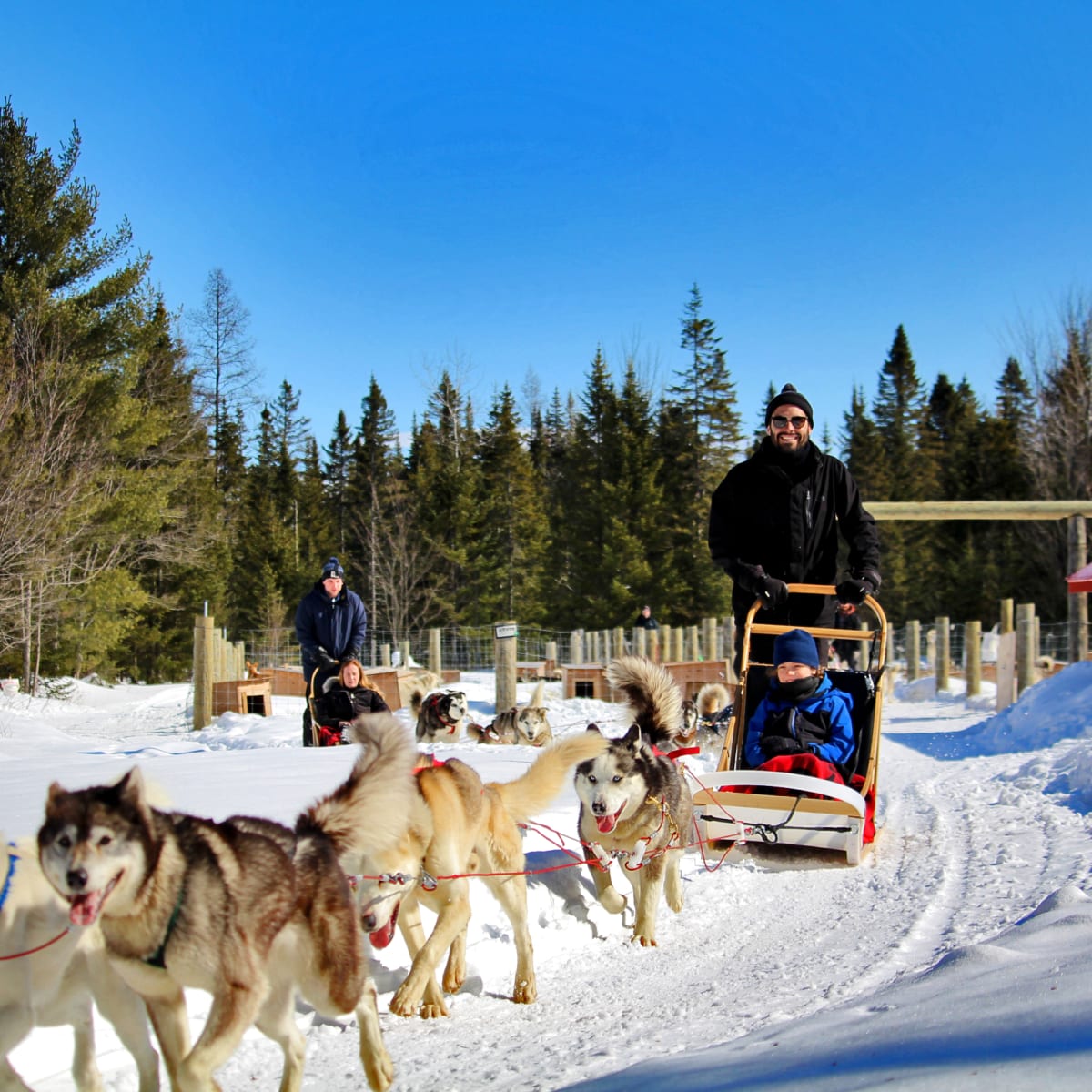 Dogsledding